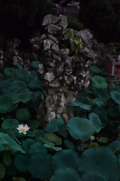 盧廉若公園的假山石。人民網(wǎng) 唐佳 攝