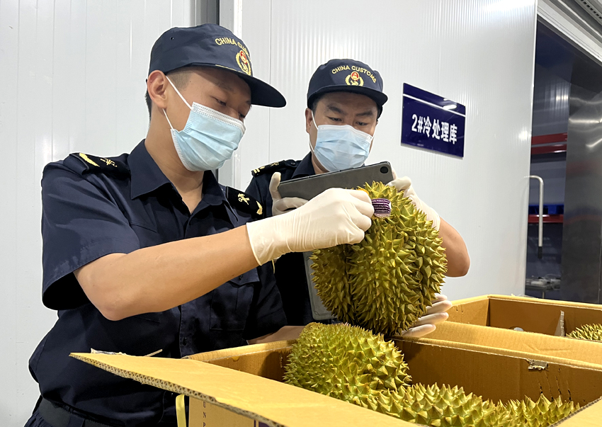 磨憨鐵路口岸綜合性指定監(jiān)管場地水果查驗區(qū)內，海關關員正在查驗進口榴蓮。勐臘海關供圖